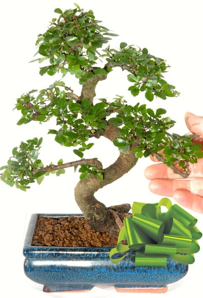 Yaklak 25 cm boyutlarnda S bonsai  Uak iek siparii sitesi 