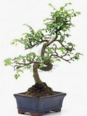 S gvde bonsai minyatr aa japon aac  Uak iek sat 