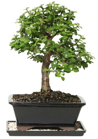 15 cm civar Zerkova bonsai bitkisi  Uak iek siparii sitesi 