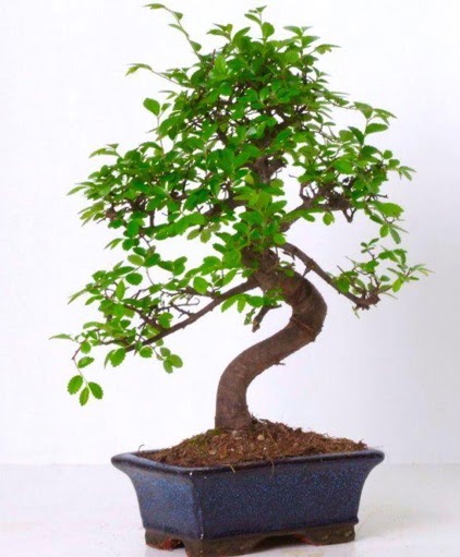 S gvdeli bonsai minyatr aa japon aac  Uak iek gnderme sitemiz gvenlidir 