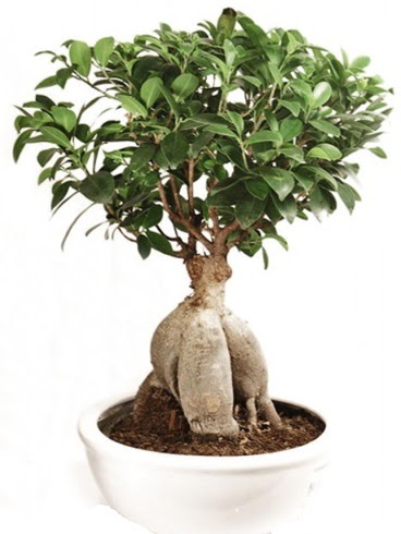 Ginseng bonsai japon aac ficus ginseng  Uak nternetten iek siparii 