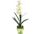 Özel Yapay Orkide Beyaz   Uşak online çiçekçi , çiçek siparişi 