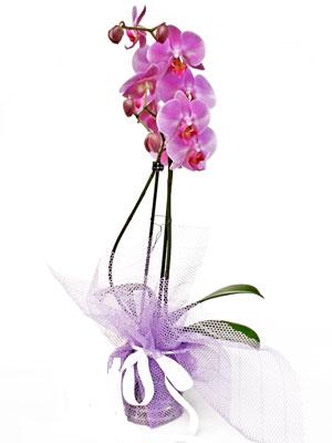  Uşak anneler günü çiçek yolla  Kaliteli ithal saksida orkide