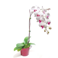  Uşak çiçek gönderme  Saksida orkide