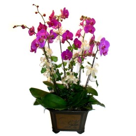  Uşak cicek , cicekci  4 adet orkide çiçegi
