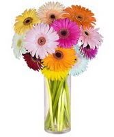  Uşak internetten çiçek siparişi  Farkli renklerde 15 adet gerbera çiçegi