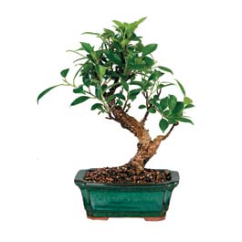  Uak iek siparii sitesi  ithal bonsai saksi iegi  Uak iek online iek siparii 