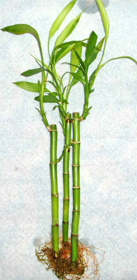 Lucky Bamboo 3 adet vazo hediye edilir   Uak cicek , cicekci 
