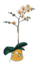  Uşak online çiçek gönderme sipariş  Phalaenopsis Orkide ithal kalite