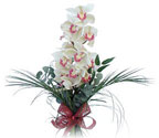  Uşak çiçek siparişi sitesi  Dal orkide ithal iyi kalite