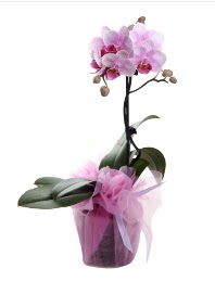 1 dal pembe orkide saksı çiçeği  Uşak kaliteli taze ve ucuz çiçekler 