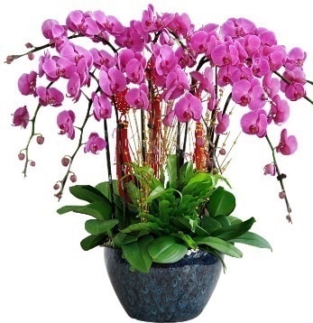 9 dallı mor orkide  Uşak 14 şubat sevgililer günü çiçek 