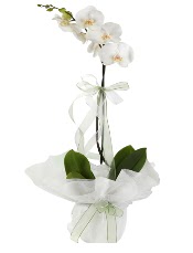 1 dal beyaz orkide çiçeği  Uşak çiçek siparişi vermek 