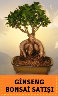 Ginseng bonsai satışı japon ağacı  Uşak cicek , cicekci 