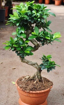 Orta boy bonsai saksı bitkisi  Uşak internetten çiçek siparişi 