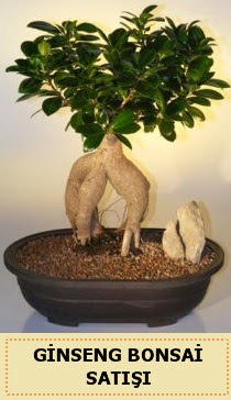 İthal Ginseng bonsai satışı japon ağacı  Uşak çiçek siparişi sitesi 