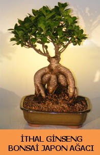 İthal japon ağacı ginseng bonsai satışı  Uşak İnternetten çiçek siparişi 