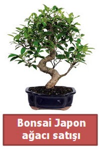 Japon ağacı bonsai satışı  Uşak çiçek siparişi sitesi 