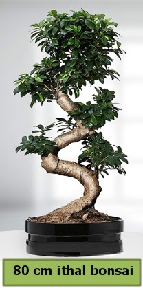 80 cm özel saksıda bonsai bitkisi  Uşak çiçekçi telefonları 