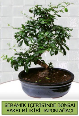Seramik vazoda bonsai japon ağacı bitkisi  Uşak çiçek siparişi sitesi 