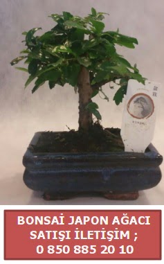 Japon ağacı minyaür bonsai satışı  Uşak çiçek satışı 