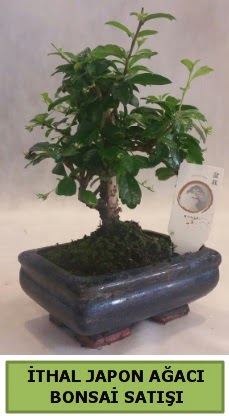 İthal japon ağacı bonsai bitkisi satışı  Uşak çiçekçi telefonları 