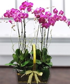 7 dallı mor lila orkide  Uşak çiçek gönderme sitemiz güvenlidir 