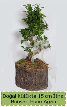 Doğal kütükte İthal bonsai japon ağacı  Uşak çiçek gönderme 
