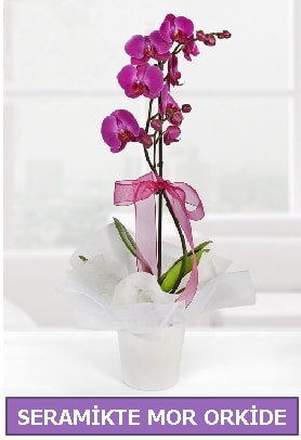 Seramik içerisinde birinci kalite tek dallı mor orkide  Uşak İnternetten çiçek siparişi 