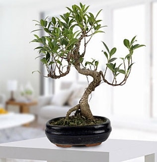 Gorgeous Ficus S shaped japon bonsai  Uşak yurtiçi ve yurtdışı çiçek siparişi 