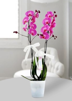 Çift dallı mor orkide  Uşak çiçekçiler 
