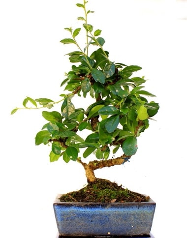 S gövdeli carmina bonsai ağacı  Uşak çiçek yolla  Minyatür ağaç